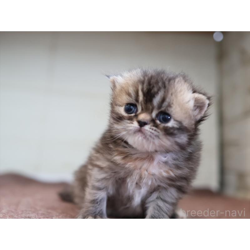 販売中の愛知県のエキゾチックロングヘア-137804の2枚目