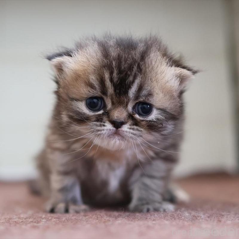 販売中の愛知県のエキゾチックロングヘア-137804の1枚目