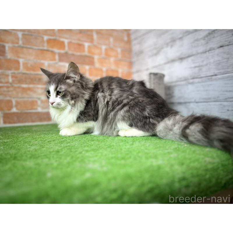 販売中の愛知県のノルウェージャンフォレストキャット-137805の11枚目