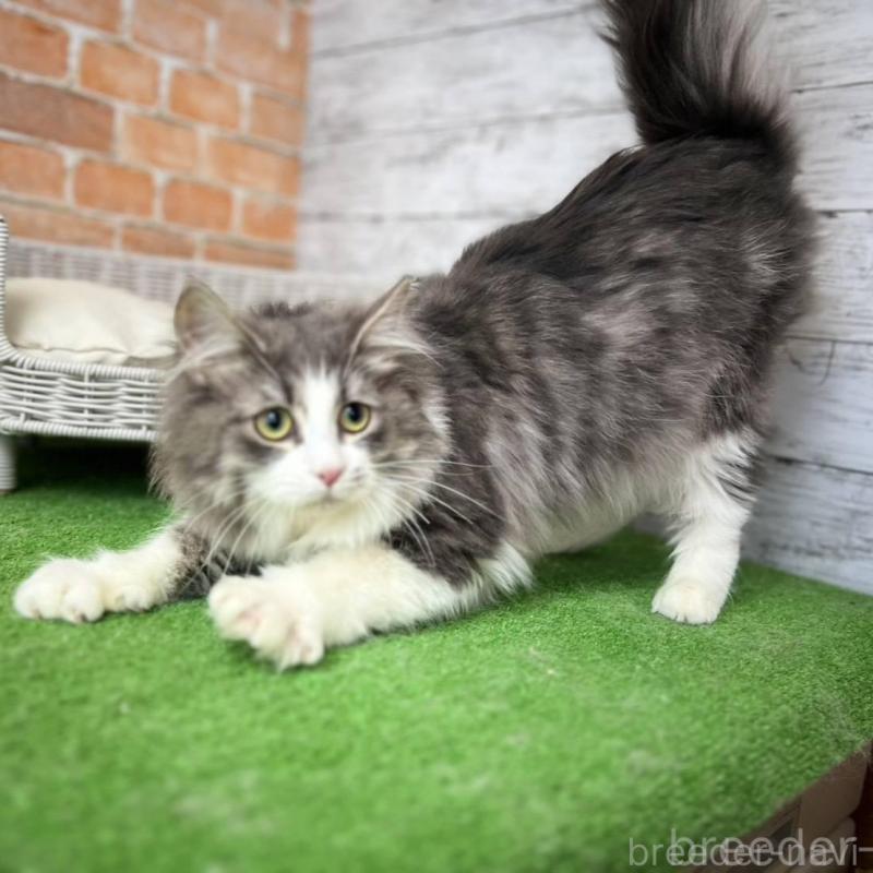 販売中の愛知県のノルウェージャンフォレストキャット-137805の10枚目