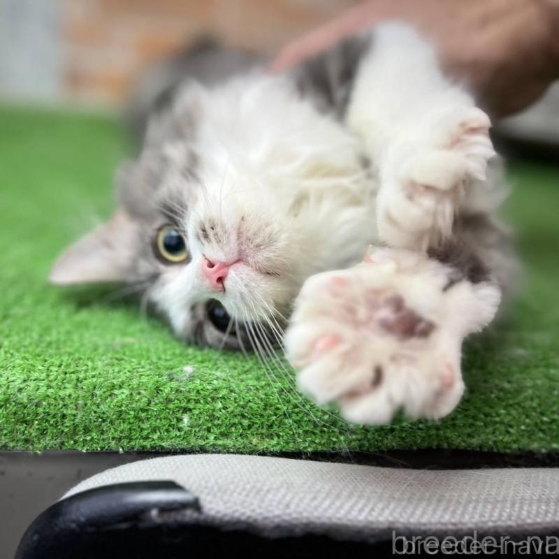 販売中の愛知県のノルウェージャンフォレストキャット-137805の9枚目