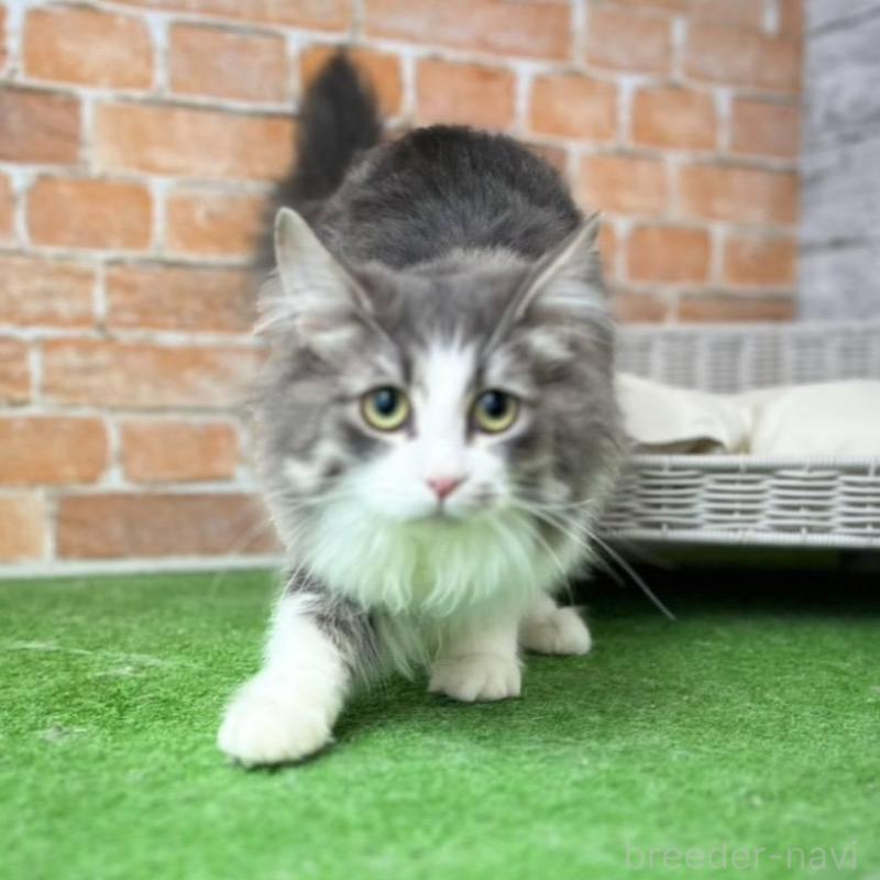 販売中の愛知県のノルウェージャンフォレストキャット-137805の5枚目