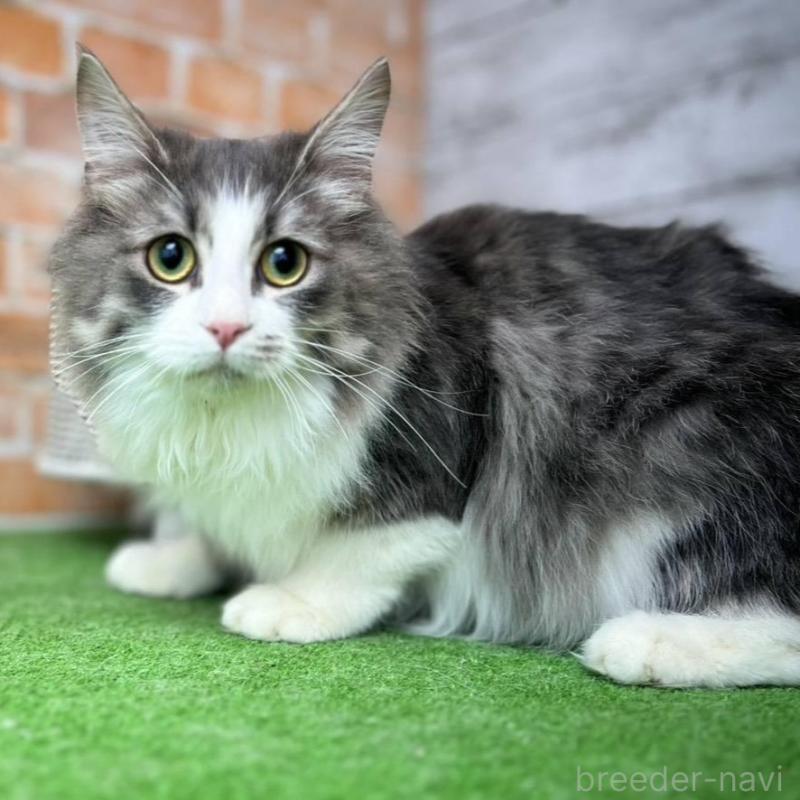 販売中の愛知県のノルウェージャンフォレストキャット-137805の1枚目