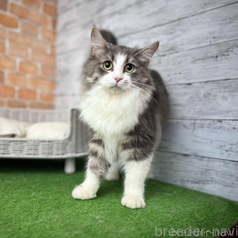 販売中の愛知県のノルウェージャンフォレストキャット-137805の2枚目