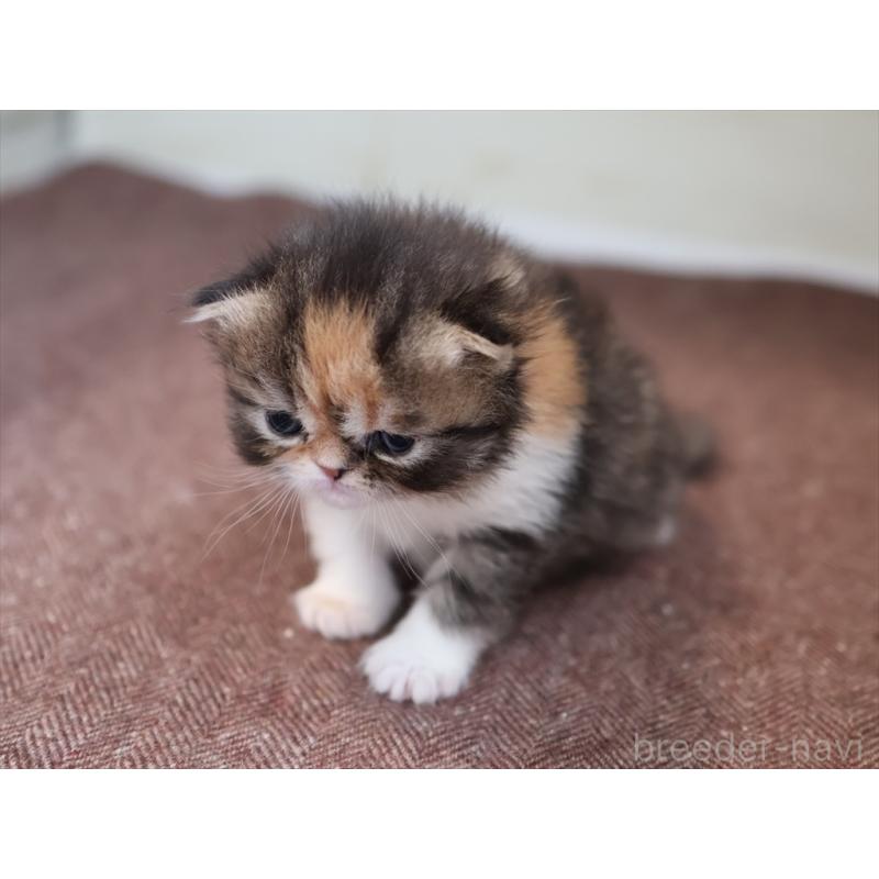 販売中の愛知県のエキゾチックロングヘア-137806の8枚目