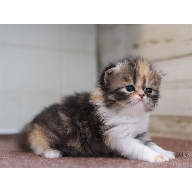 販売中の愛知県のエキゾチックロングヘア-137806の7枚目