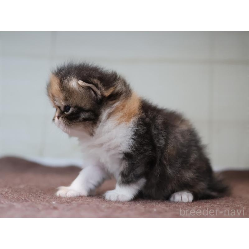 販売中の愛知県のエキゾチックロングヘア-137806の6枚目