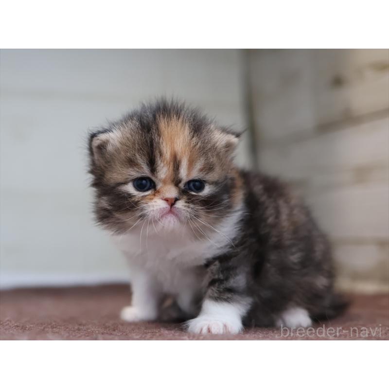 販売中の愛知県のエキゾチックロングヘア-137806の5枚目