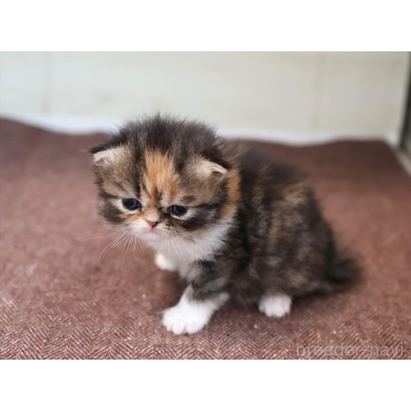 販売中の愛知県のエキゾチックロングヘア-137806の4枚目