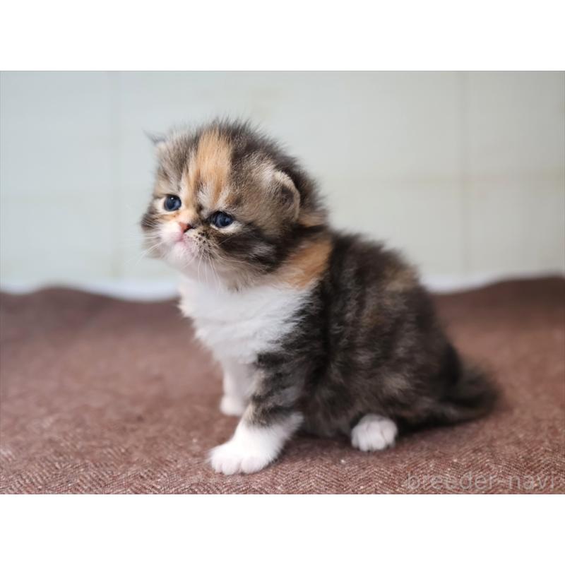 販売中の愛知県のエキゾチックロングヘア-137806の3枚目