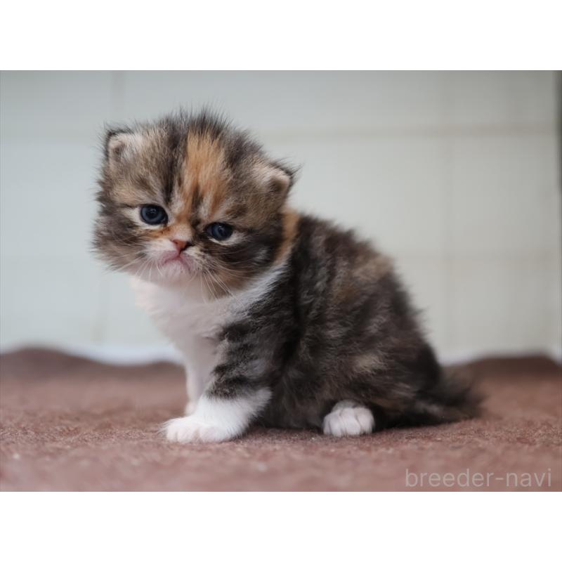 販売中の愛知県のエキゾチックロングヘア-137806の2枚目