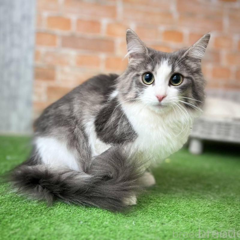 販売中の愛知県のノルウェージャンフォレストキャット-137807