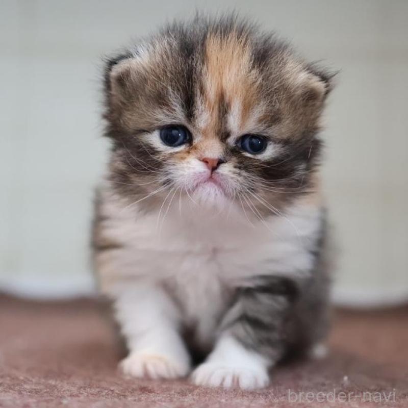 販売中の愛知県のエキゾチックロングヘア-137806の1枚目