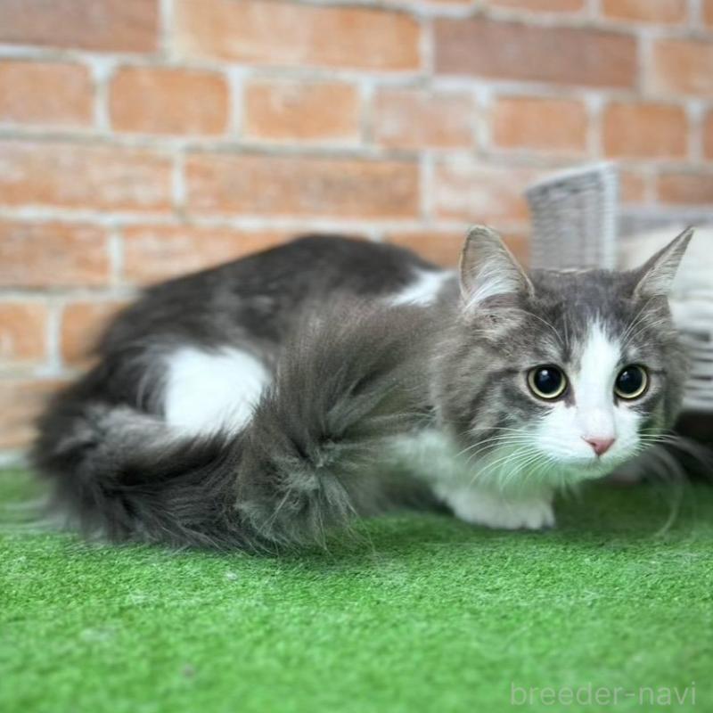 販売中の愛知県のノルウェージャンフォレストキャット-137807の9枚目