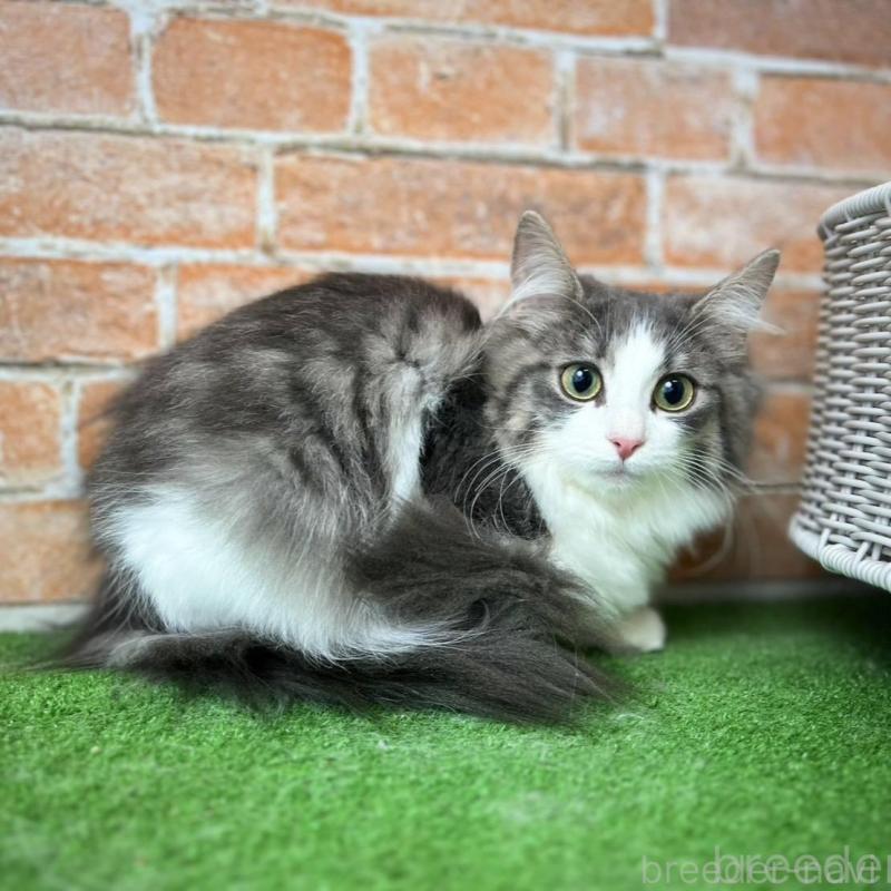 販売中の愛知県のノルウェージャンフォレストキャット-137807の8枚目