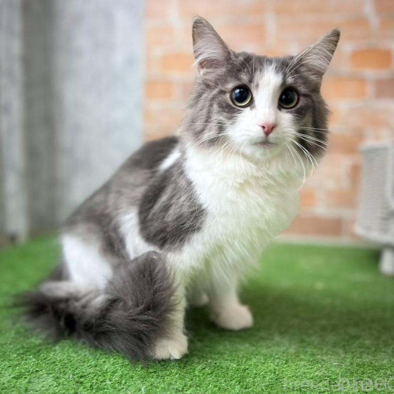 販売中の愛知県のノルウェージャンフォレストキャット-137807の7枚目