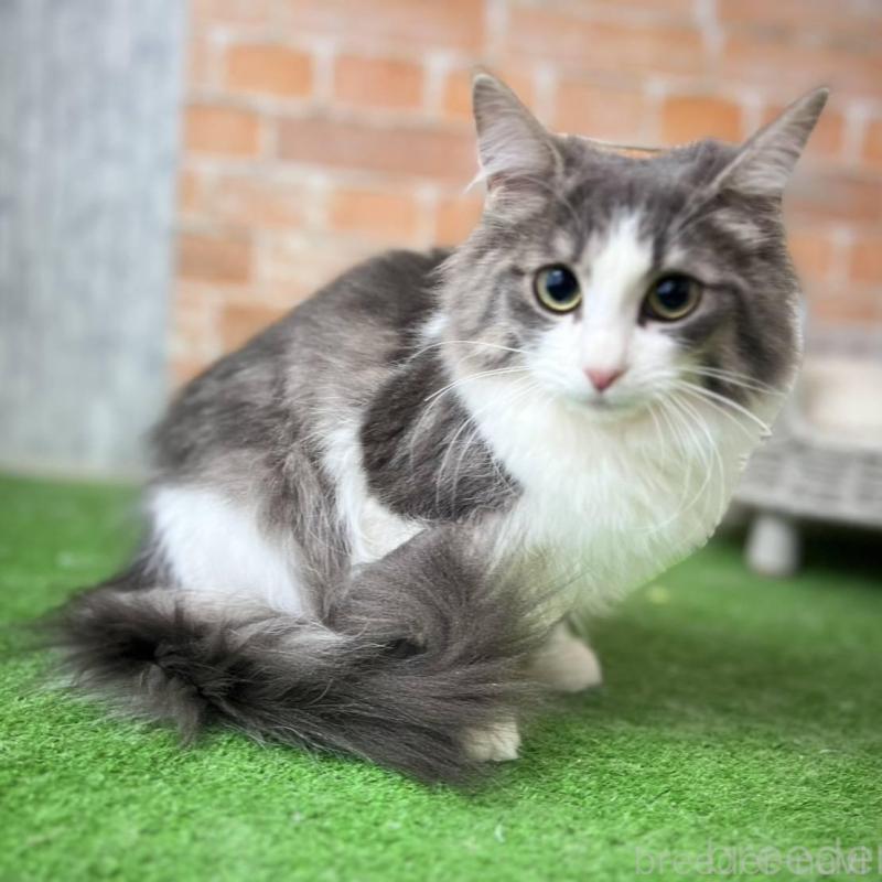 販売中の愛知県のノルウェージャンフォレストキャット-137807の6枚目