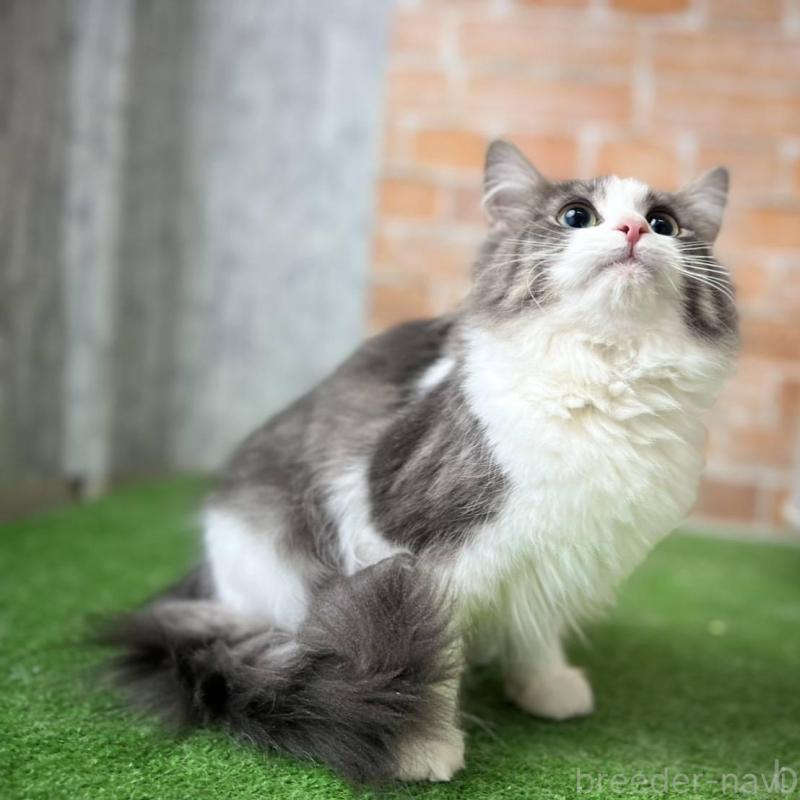 販売中の愛知県のノルウェージャンフォレストキャット-137807の5枚目
