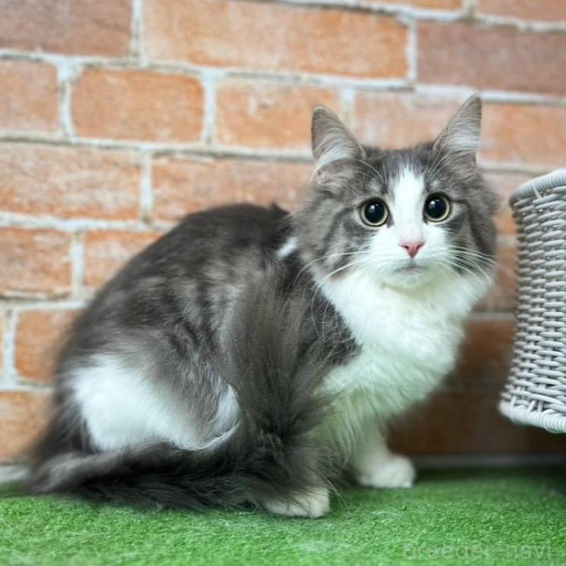 販売中の愛知県のノルウェージャンフォレストキャット-137807の4枚目