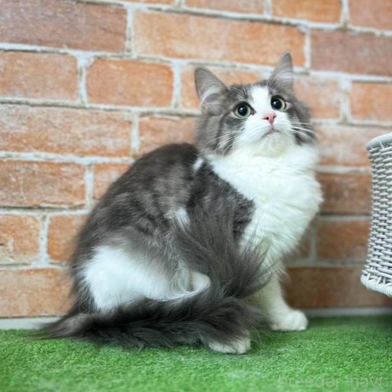 販売中の愛知県のノルウェージャンフォレストキャット-137807の3枚目