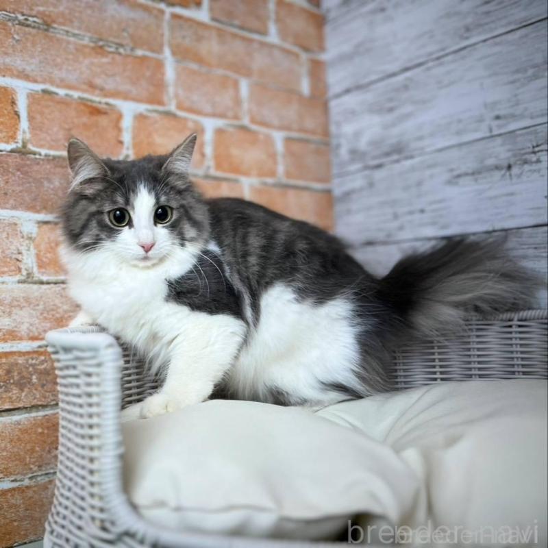 販売中の愛知県のノルウェージャンフォレストキャット-137807の2枚目