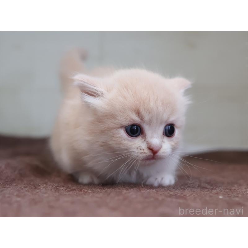 販売中の愛知県のマンチカン(短足)-137808の10枚目