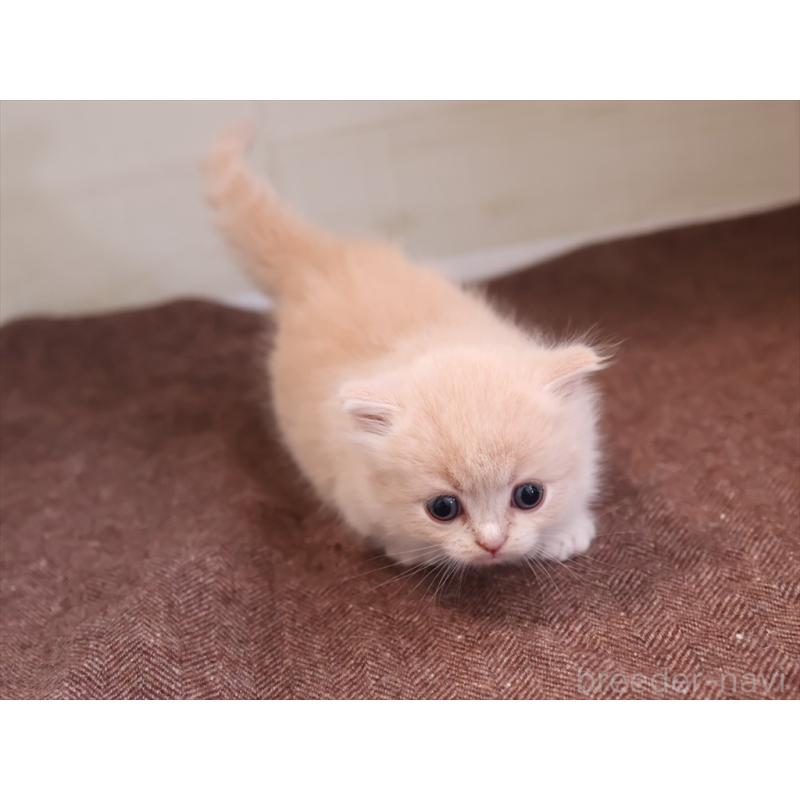 販売中の愛知県のマンチカン(短足)-137808の9枚目