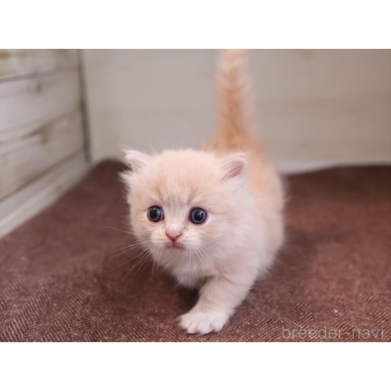 販売中の愛知県のマンチカン(短足)-137808の8枚目