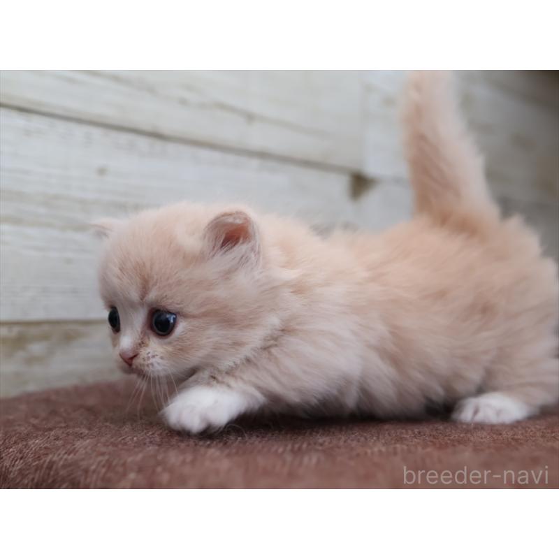 販売中の愛知県のマンチカン(短足)-137808の7枚目