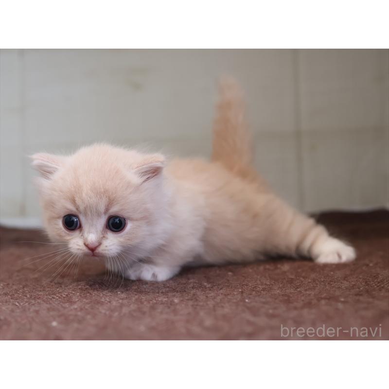 販売中の愛知県のマンチカン(短足)-137808の6枚目