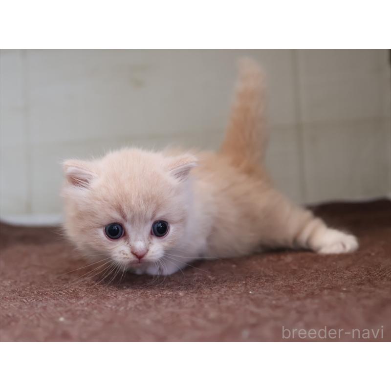 販売中の愛知県のマンチカン(短足)-137808の5枚目