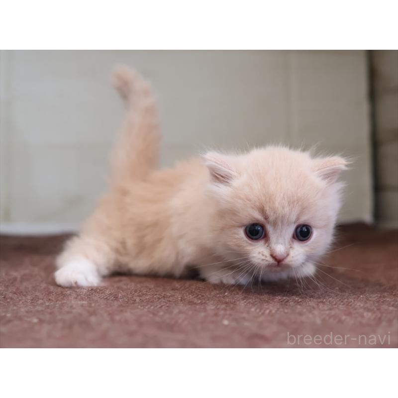 販売中の愛知県のマンチカン(短足)-137808の4枚目