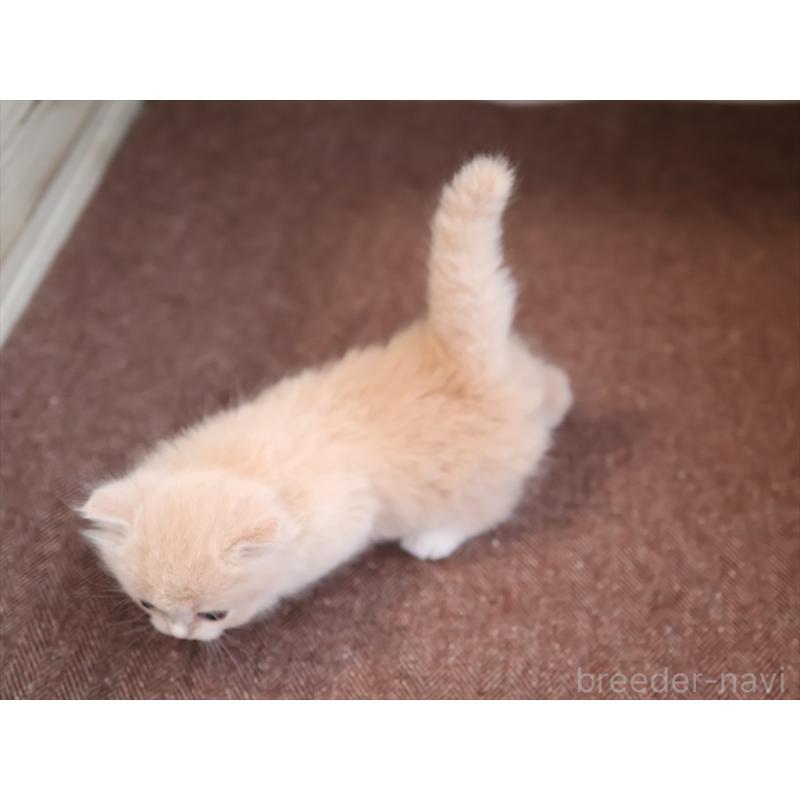 販売中の愛知県のマンチカン(短足)-137808の3枚目