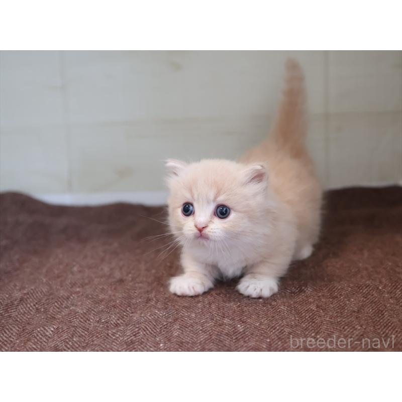 販売中の愛知県のマンチカン(短足)-137808の2枚目