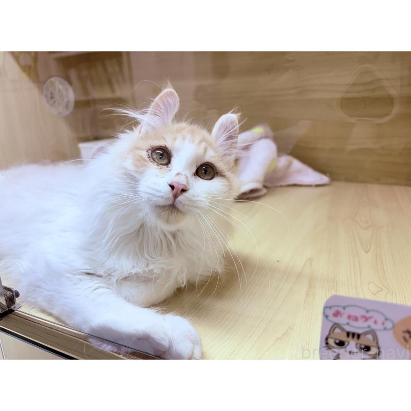 販売中の東京都のアメリカンカール-132385