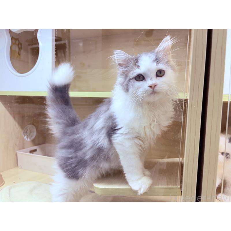 販売中の東京都のミヌエット-134927