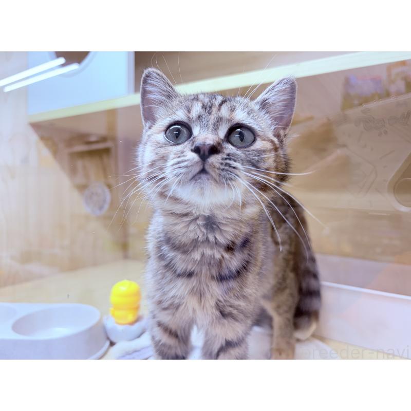 販売中の東京都のキンカロー-134929