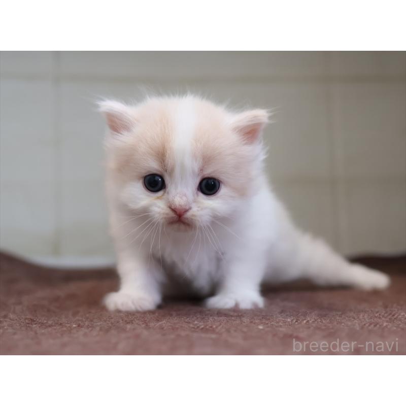 販売中の愛知県のマンチカン-137809の11枚目