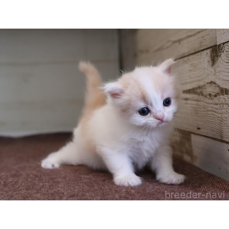 販売中の愛知県のマンチカン-137809の8枚目