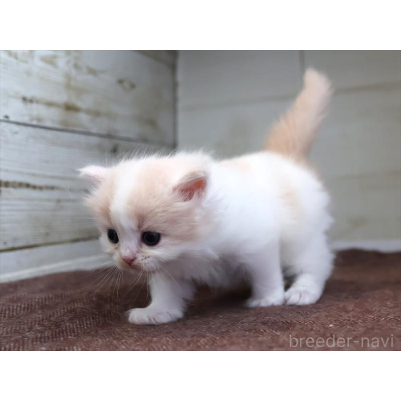 販売中の愛知県のマンチカン-137809の7枚目