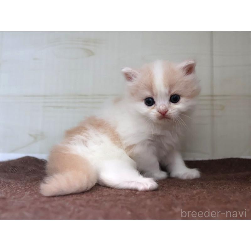 販売中の愛知県のマンチカン-137809の6枚目