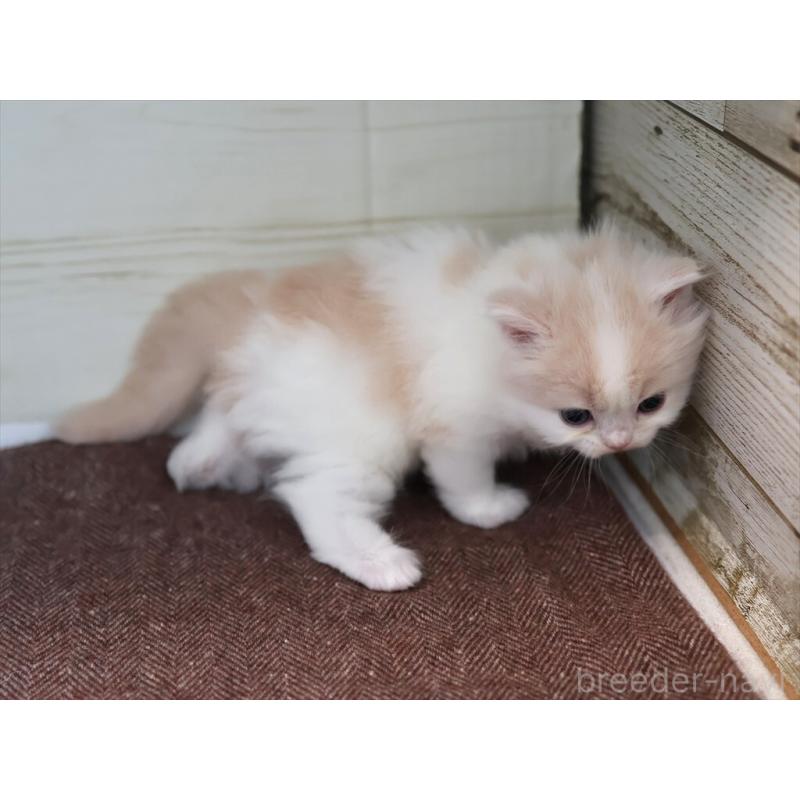 販売中の愛知県のマンチカン-137809の5枚目