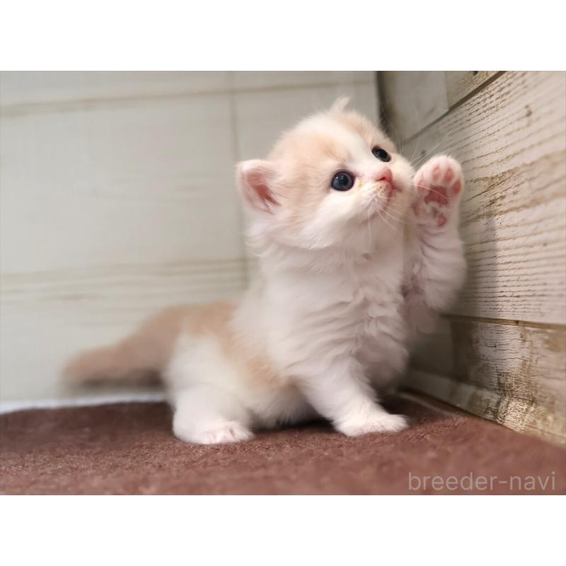 販売中の愛知県のマンチカン-137809の4枚目