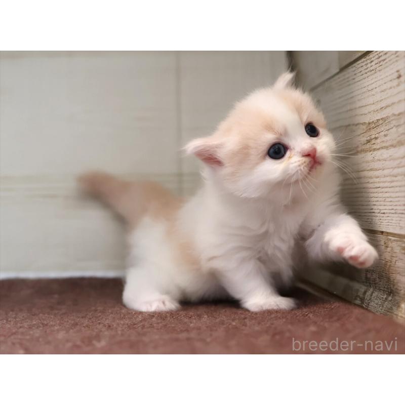 販売中の愛知県のマンチカン-137809の3枚目