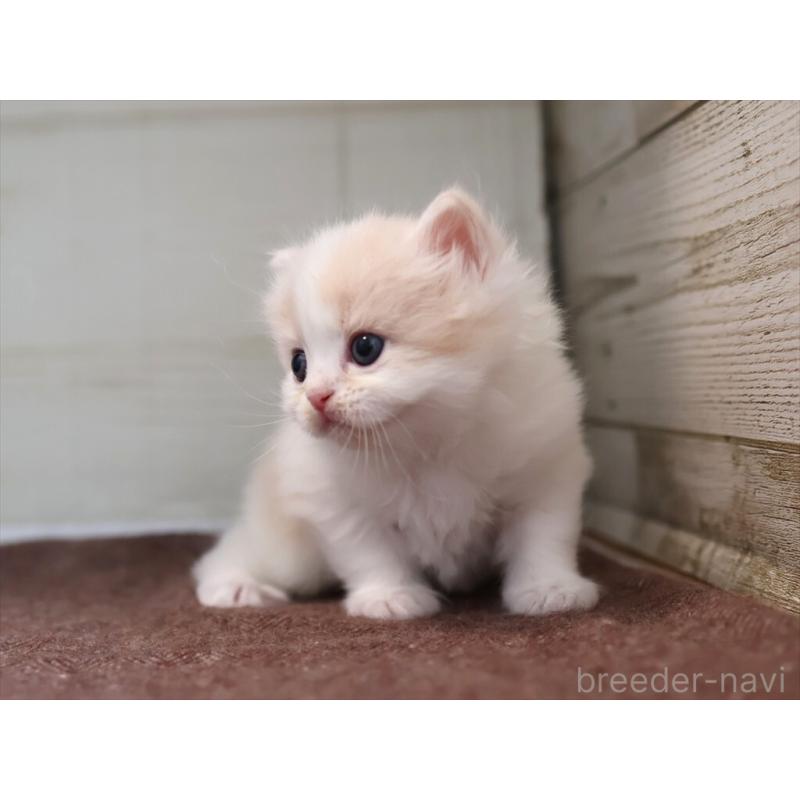 販売中の愛知県のマンチカン-137809の2枚目