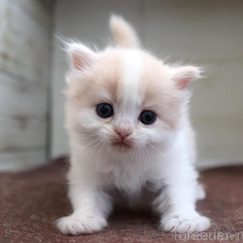 販売中の愛知県のマンチカン-137809