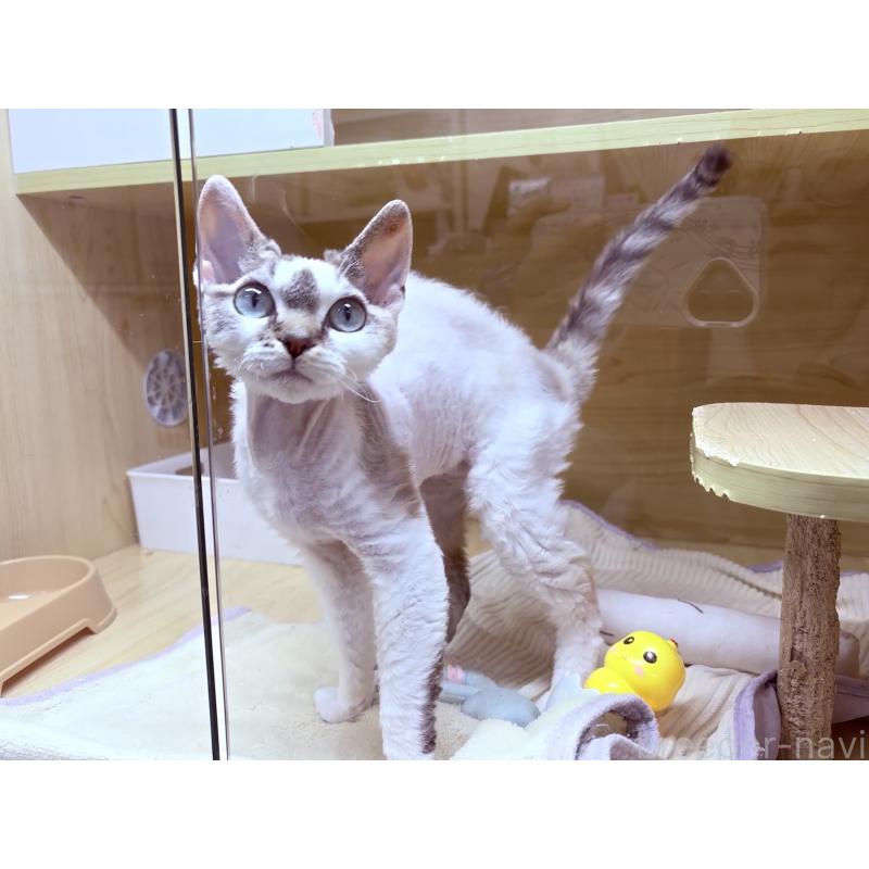 販売中の東京都のデボンレックス-127518の3枚目