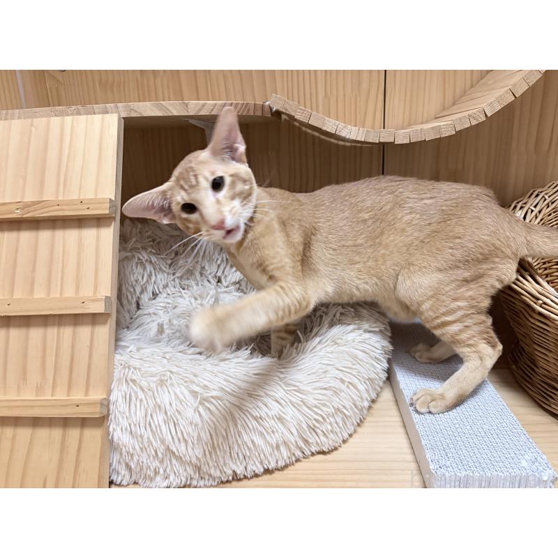 販売中の東京都のオリエンタルショートヘア-121432の2枚目