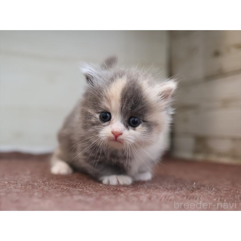 販売中の愛知県のマンチカン(短足)-137810の9枚目