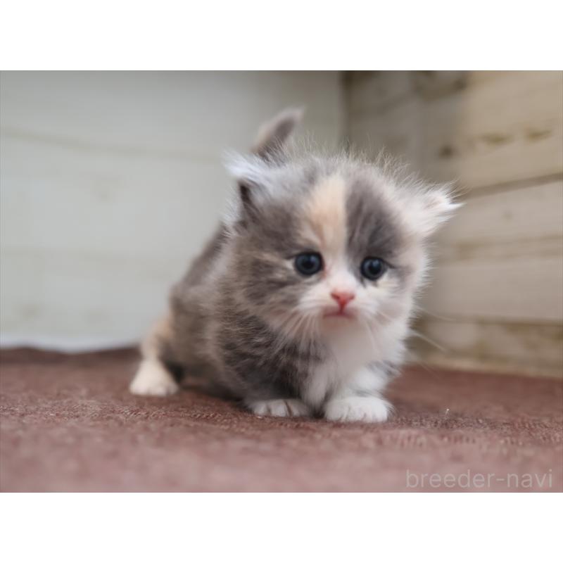 販売中の愛知県のマンチカン(短足)-137810の8枚目